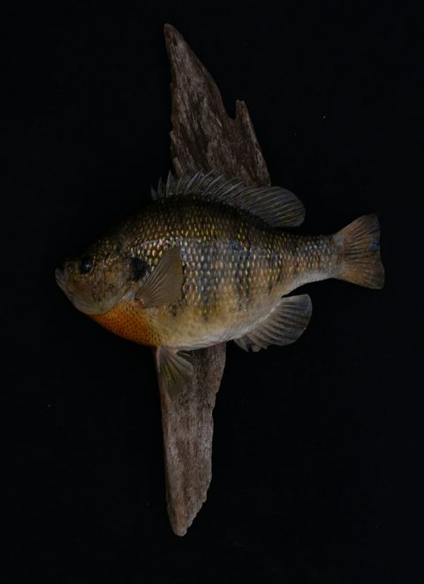 fish taxidermy by Jason's Taxidermy