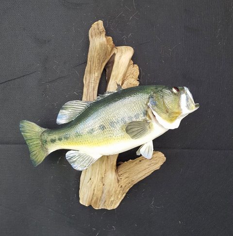 fish taxidermy by Jason's Taxidermy