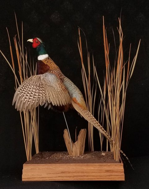 upland game bird taxidermy by Jason's Taxidermy