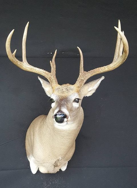 whitetail deer taxidermy by Jason's Taxidermy
