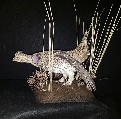 upland game bird taxidermy by Jason's Taxidermy