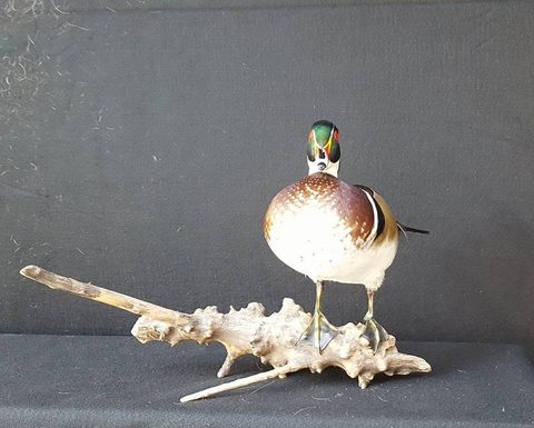 Wood Duck – Standing – waterfowl taxidermy by Jason's Taxidermy