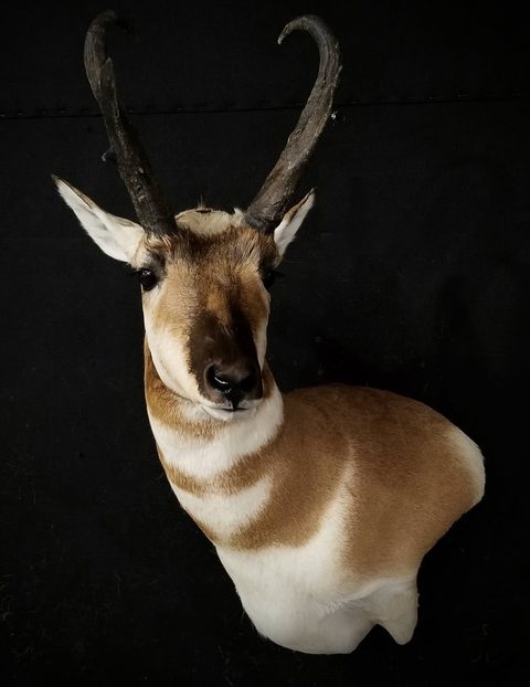 big game taxidermy by Jason's Taxidermy