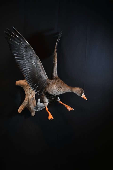 Specklebelly Goose – Landing – waterfowl taxidermy by Jason's Taxidermy