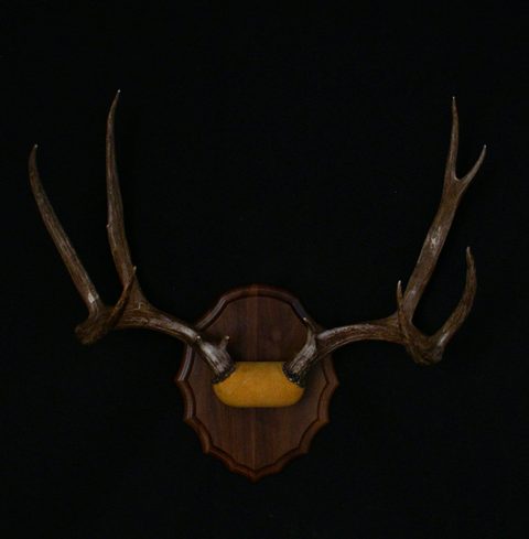 Antler Mount – antler taxidermy by Jason's Taxidermy