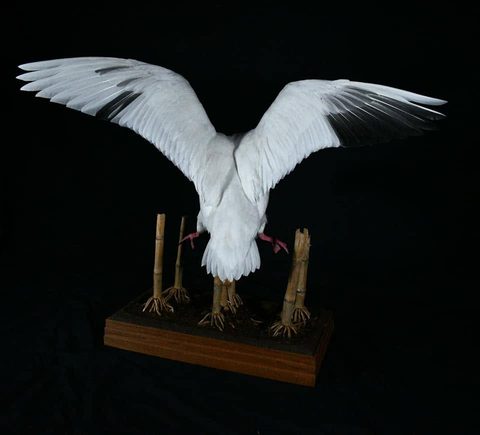 Snow Goose – Landing – waterfowl taxidermy by Jason's Taxidermy
