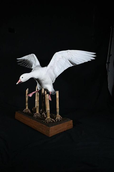 Snow Goose – Landing – waterfowl taxidermy by Jason's Taxidermy