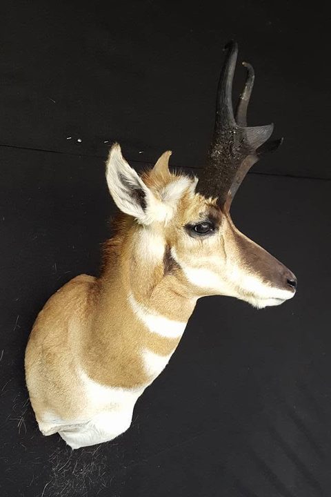 big game taxidermy by Jason's Taxidermy