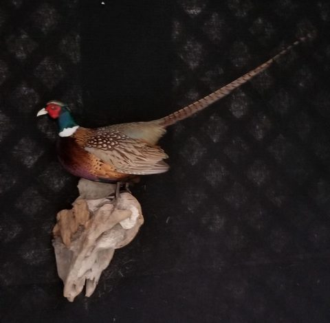 upland game bird taxidermy by Jason's Taxidermy