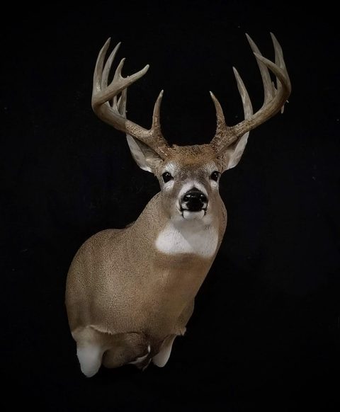 whitetail deer taxidermy by Jason's Taxidermy