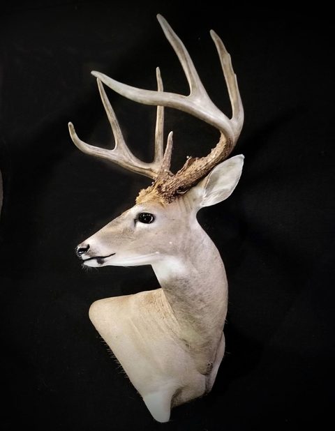 whitetail deer taxidermy by Jason's Taxidermy