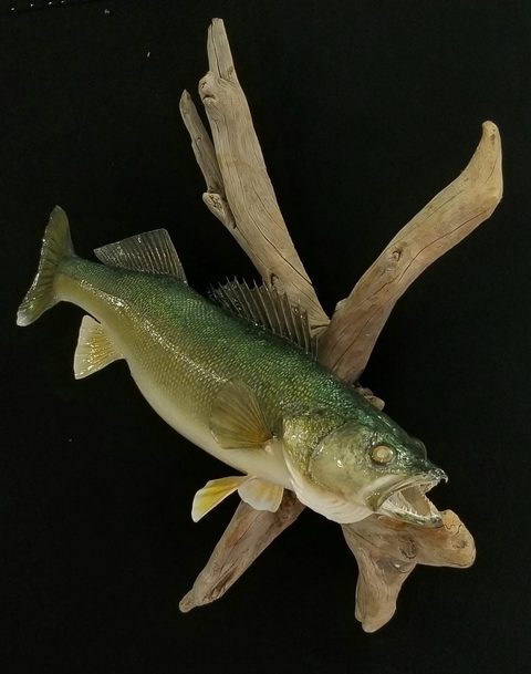 fish taxidermy by Jason's Taxidermy