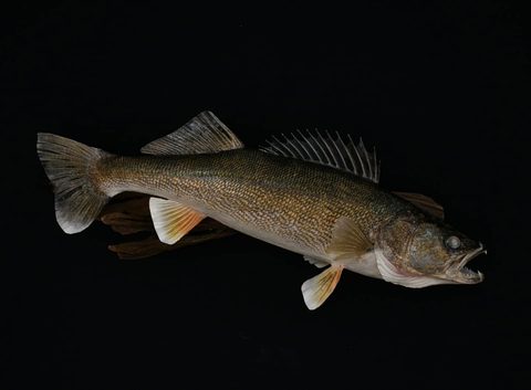 fish taxidermy by Jason's Taxidermy