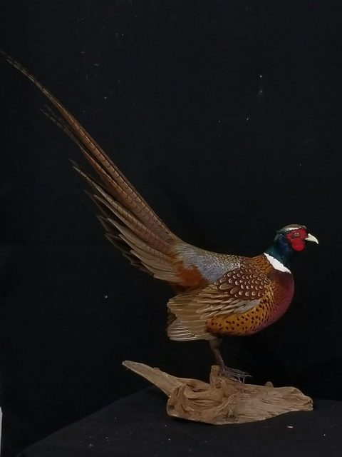 upland game bird taxidermy by Jason's Taxidermy