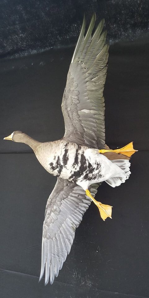 Specklebelly Goose – Flying – waterfowl taxidermy by Jason's Taxidermy