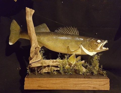 fish taxidermy by Jason's Taxidermy
