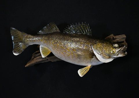 fish taxidermy by Jason's Taxidermy