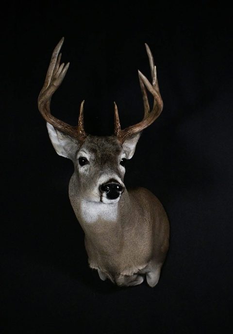 whitetail deer taxidermy by Jason's Taxidermy