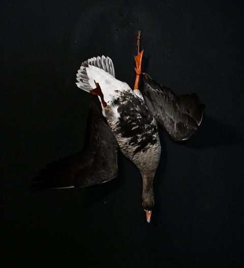 Blue Goose – Deadhang – waterfowl taxidermy by Jason's Taxidermy