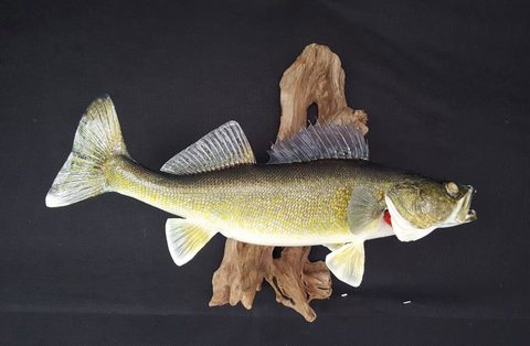 fish taxidermy by Jason's Taxidermy