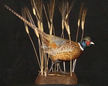 Ring-necked pheasant mount, item #3