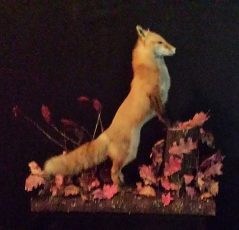 furbearer taxidermy by Jason's Taxidermy