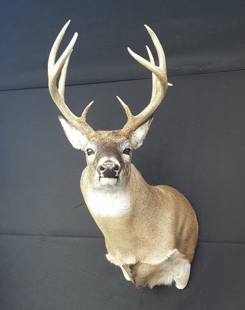 whitetail deer taxidermy by Jason's Taxidermy