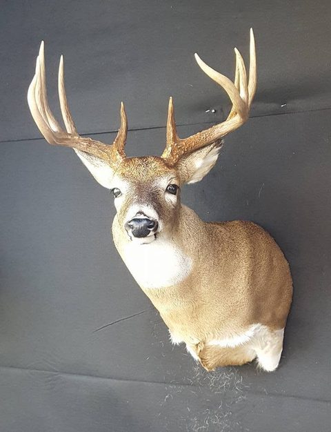 whitetail deer taxidermy by Jason's Taxidermy