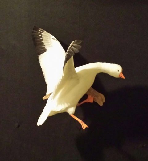 Snow Goose – Flying – waterfowl taxidermy by Jason's Taxidermy