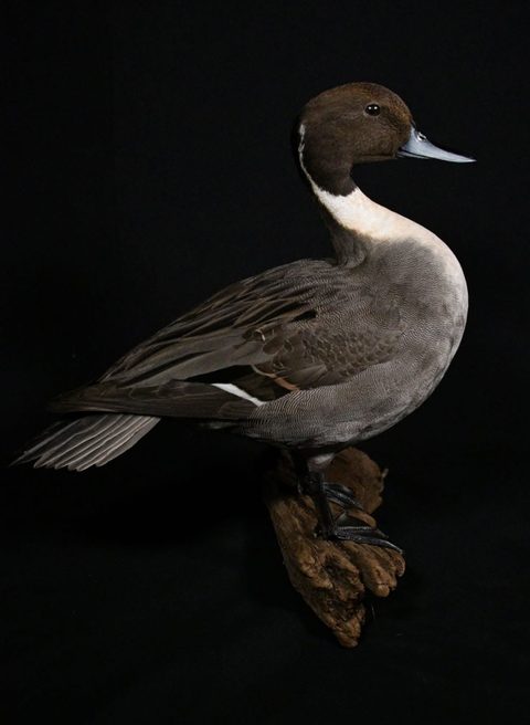Pintail – Standing – waterfowl taxidermy by Jason's Taxidermy