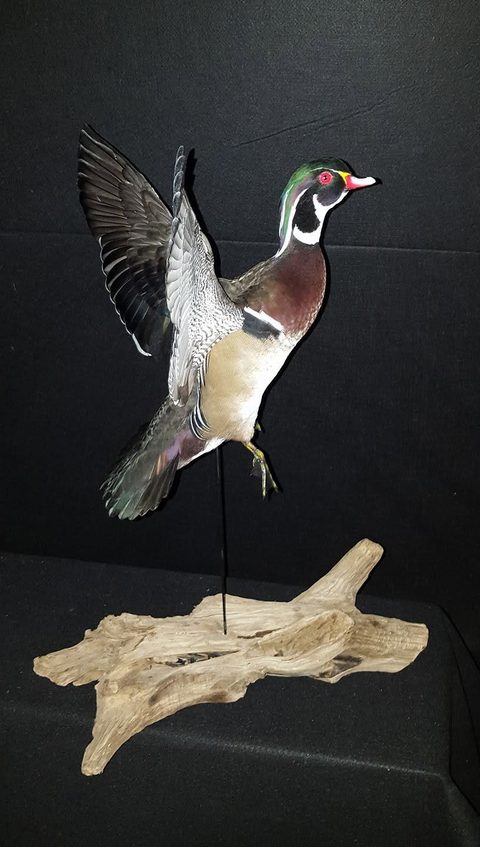 Wood Duck – Flying – waterfowl taxidermy by Jason's Taxidermy