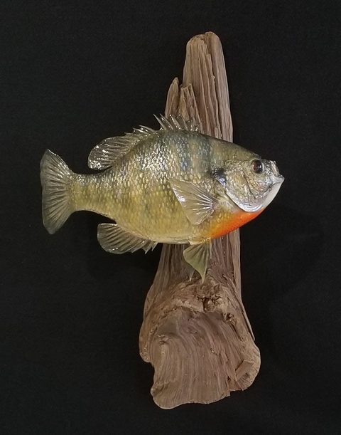 fish taxidermy by Jason's Taxidermy