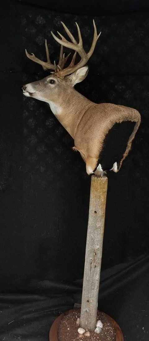 whitetail deer taxidermy by Jason's Taxidermy