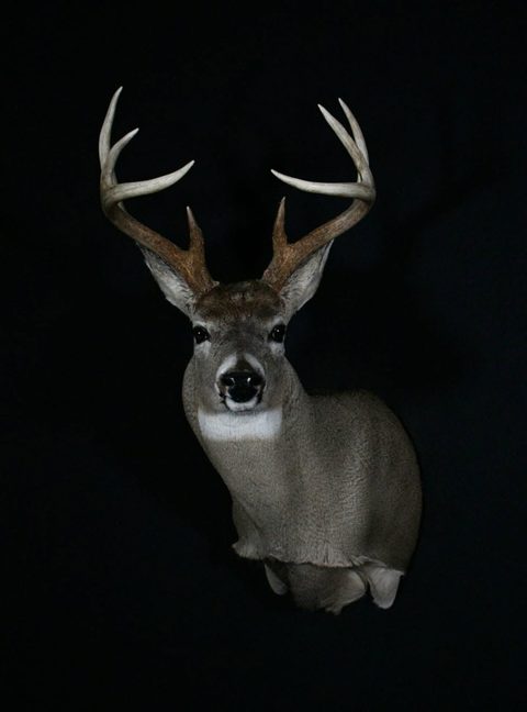 whitetail deer taxidermy by Jason's Taxidermy