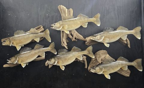 fish taxidermy by Jason's Taxidermy