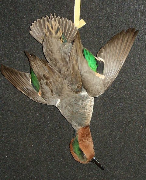 Green-winged Teal – Deadhang – waterfowl taxidermy by Jason's Taxidermy
