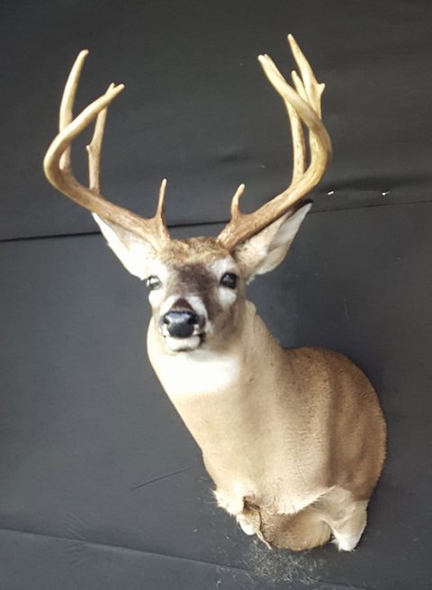 whitetail deer taxidermy by Jason's Taxidermy