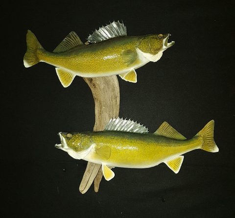 fish taxidermy by Jason's Taxidermy