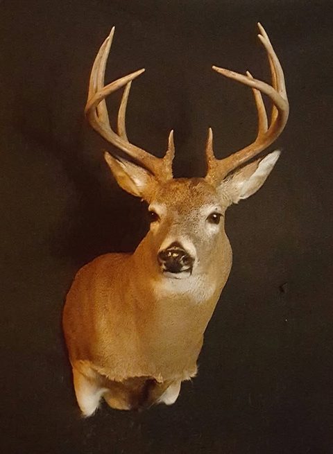 whitetail deer taxidermy by Jason's Taxidermy