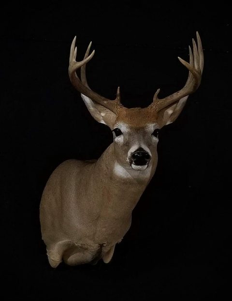 whitetail deer taxidermy by Jason's Taxidermy