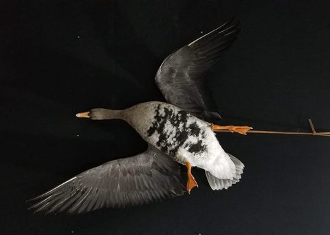 Specklebelly Goose – Flying – waterfowl taxidermy by Jason's Taxidermy