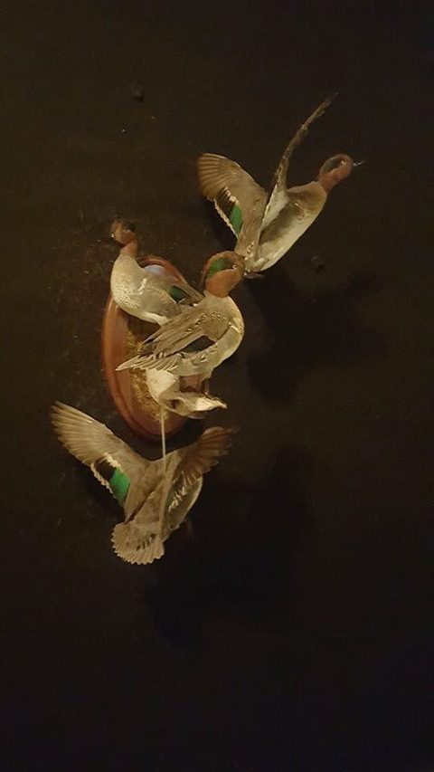 Duck Wall Display – waterfowl taxidermy by Jason's Taxidermy