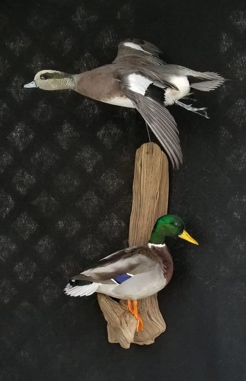 Wigeon & Mallard – waterfowl taxidermy by Jason's Taxidermy