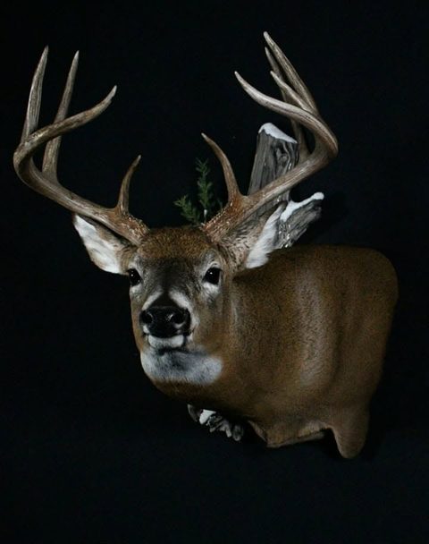 whitetail deer taxidermy by Jason's Taxidermy