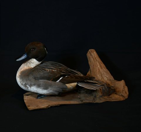 Pintail – waterfowl taxidermy by Jason's Taxidermy