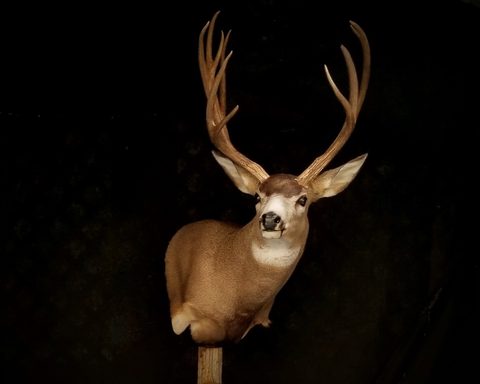 mule deer taxidermy by Jason's Taxidermy