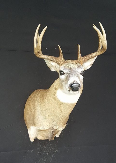 whitetail deer taxidermy by Jason's Taxidermy