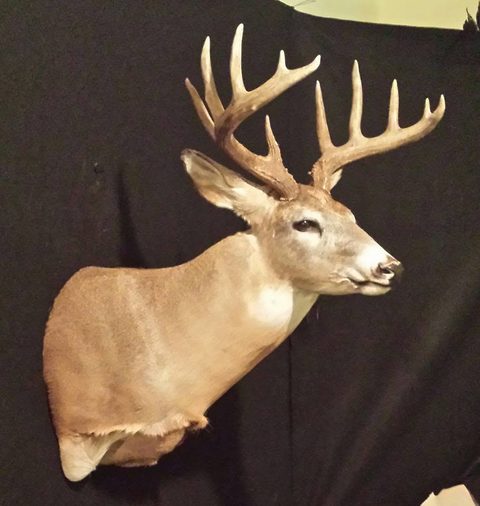 whitetail deer taxidermy by Jason's Taxidermy