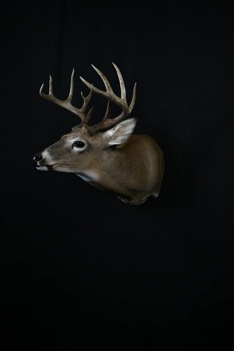 whitetail deer taxidermy by Jason's Taxidermy