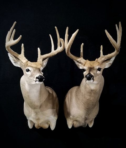 whitetail deer taxidermy by Jason's Taxidermy